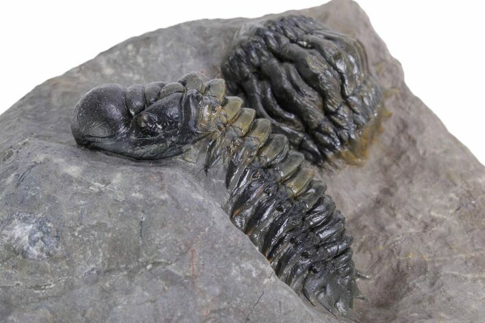 Detailed Crotalocephalina Trilobite - Atchana, Morocco #359590